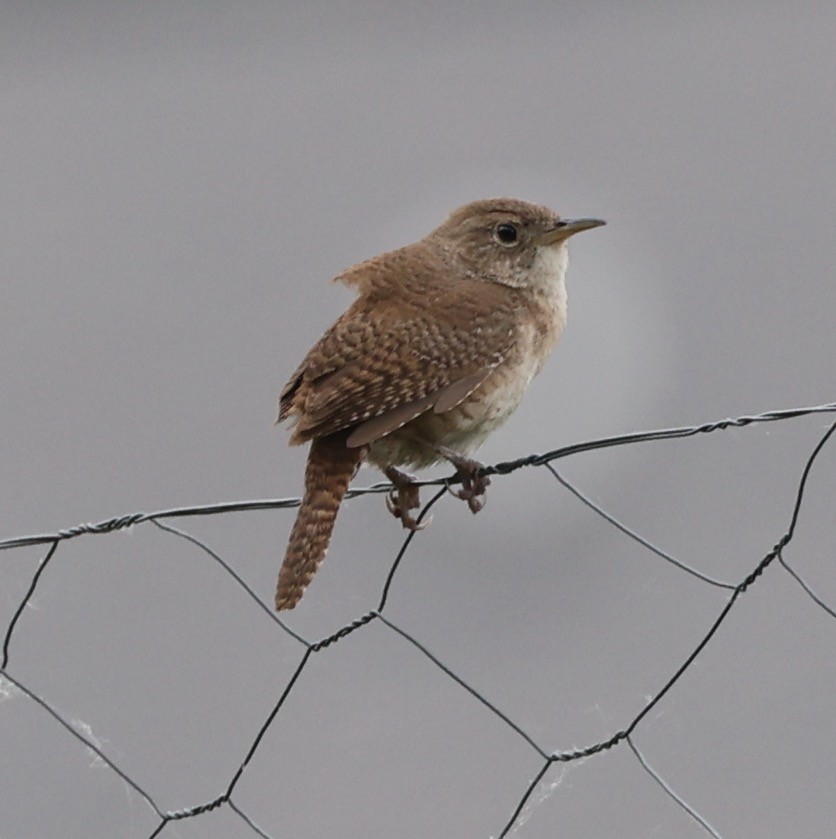 House Wren - E J