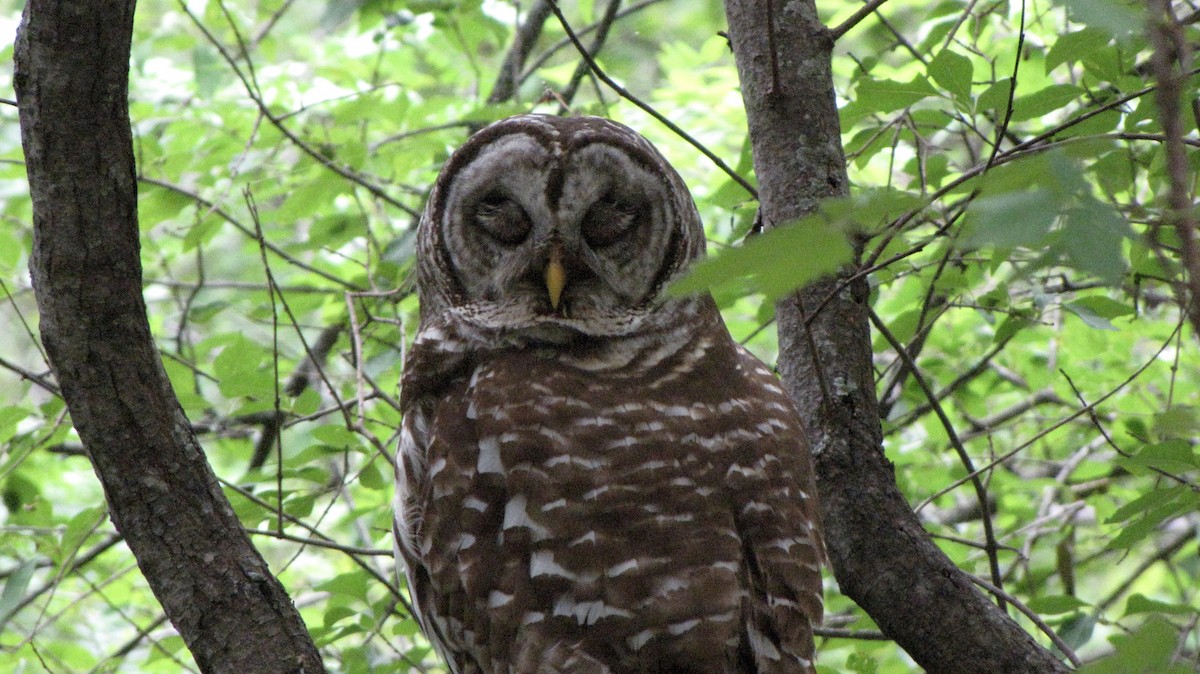 Barred Owl - Sheila Sawyer