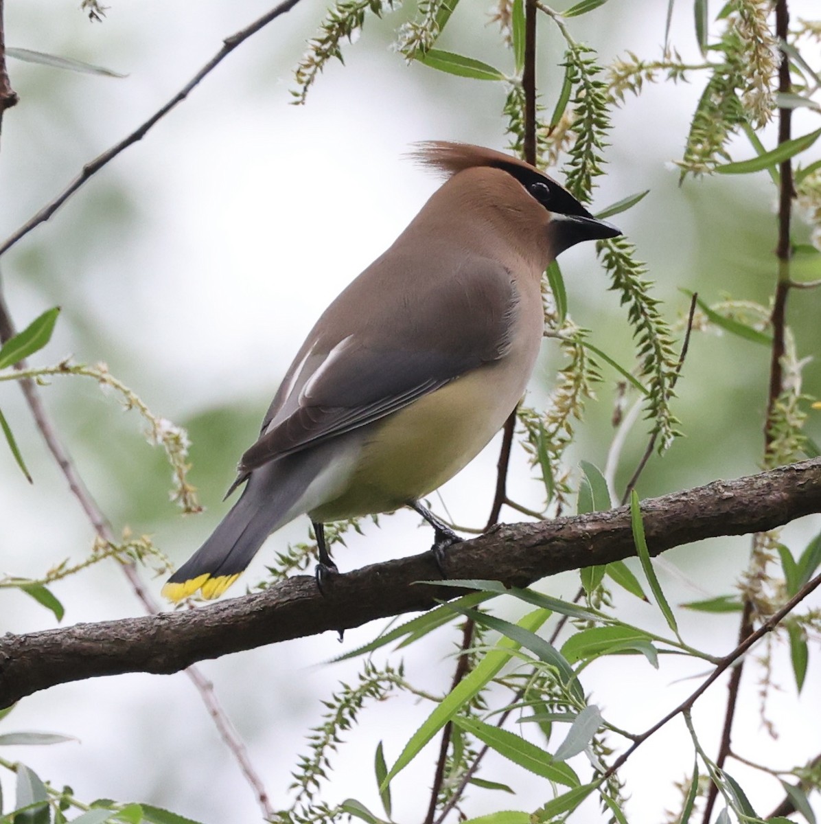 Cedar Waxwing - ML619529774