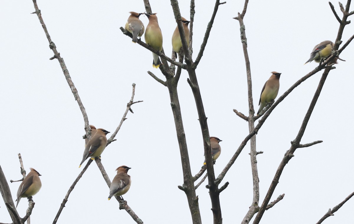 Cedar Waxwing - ML619529775