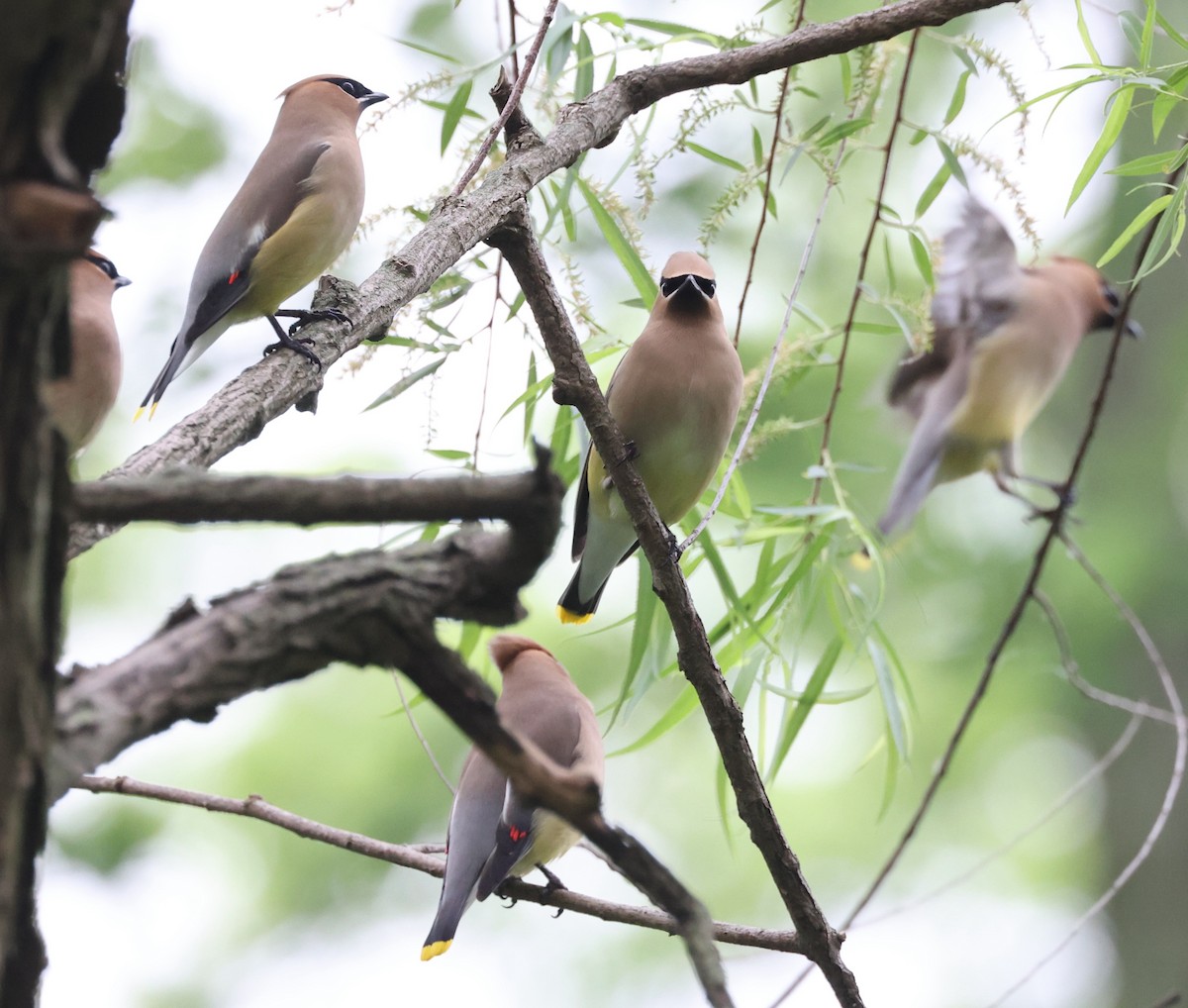 Cedar Waxwing - ML619529776