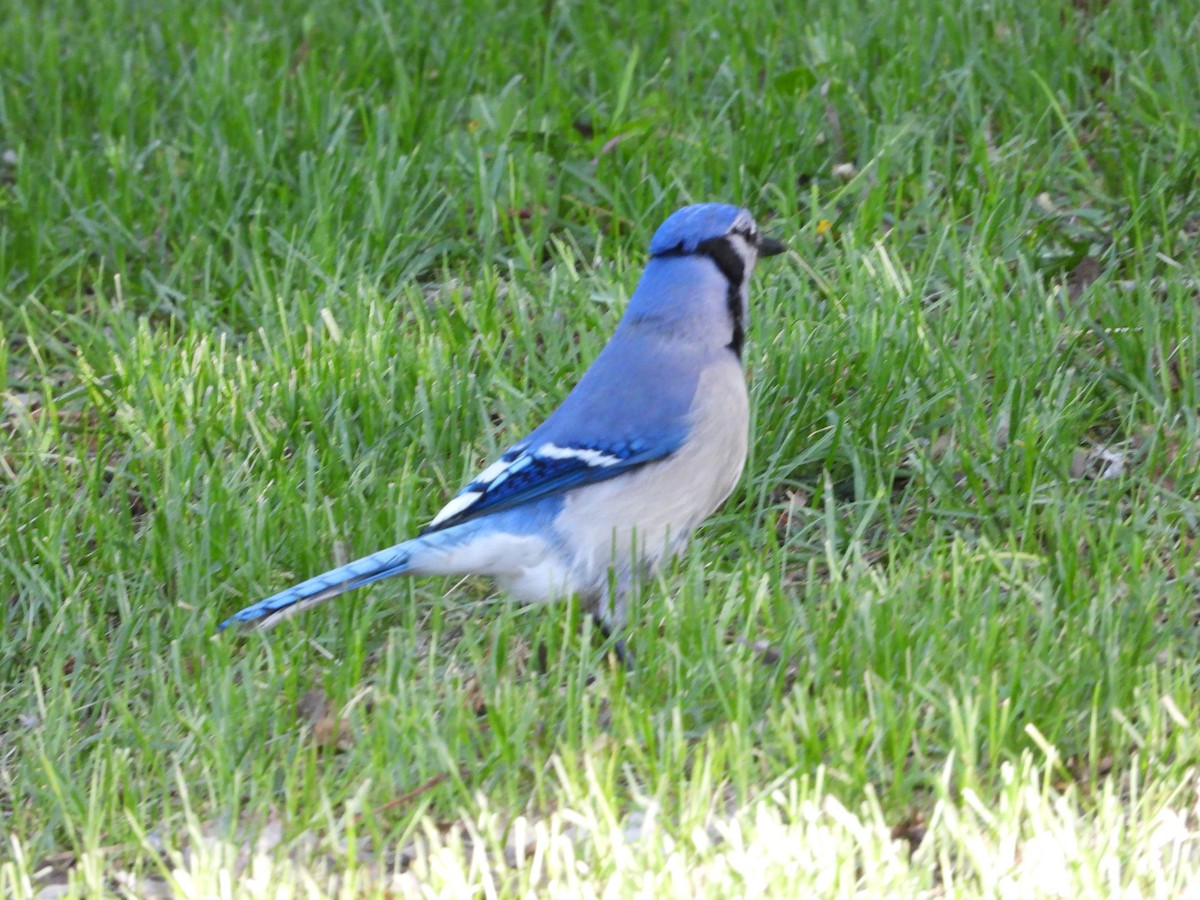 Blue Jay - Gerard Nachtegaele