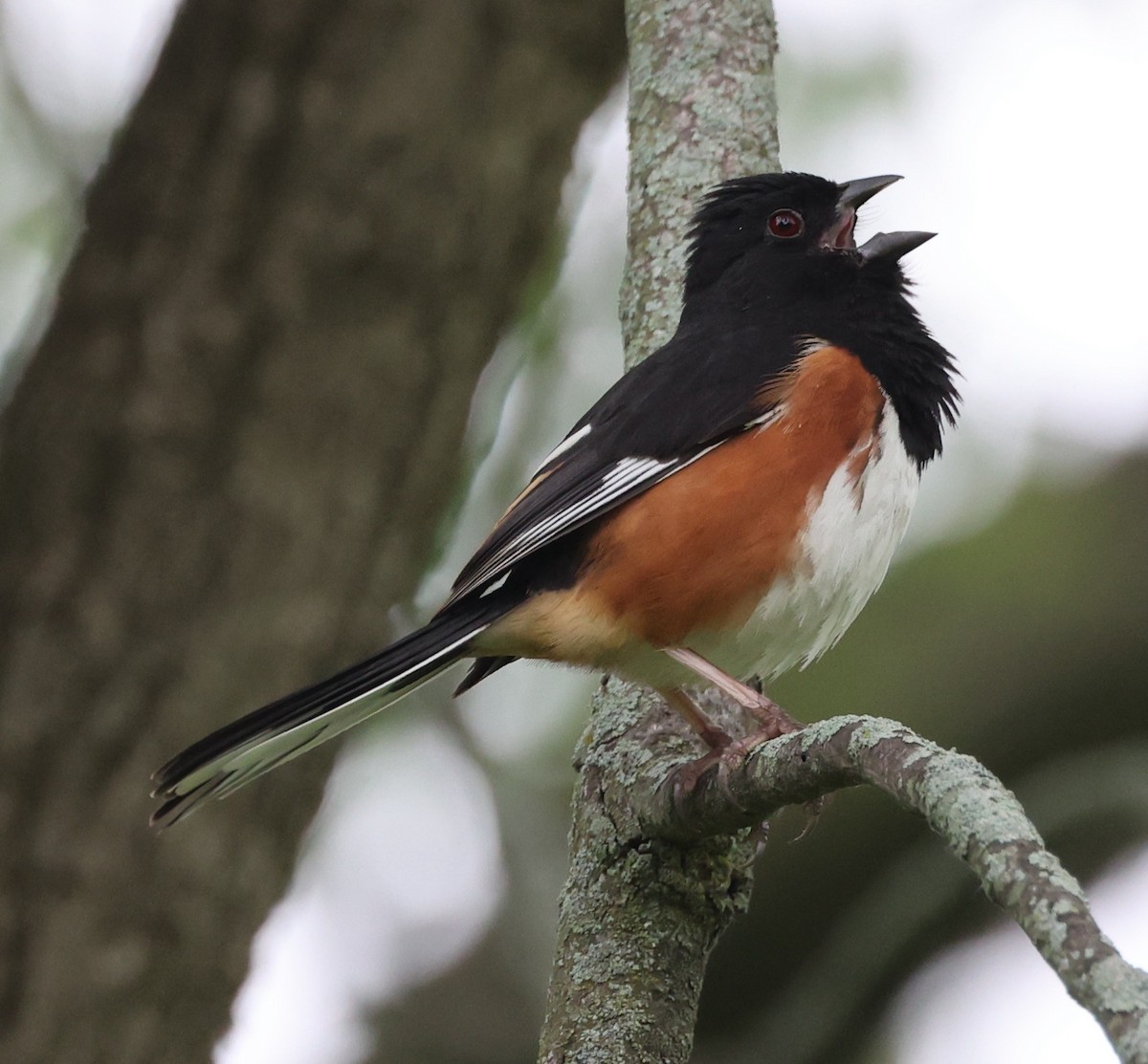 Eastern Towhee - E J