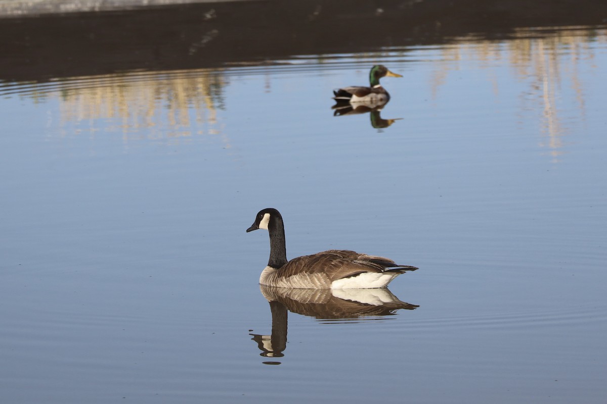 Canada Goose - Mohini Rawool-Sullivan