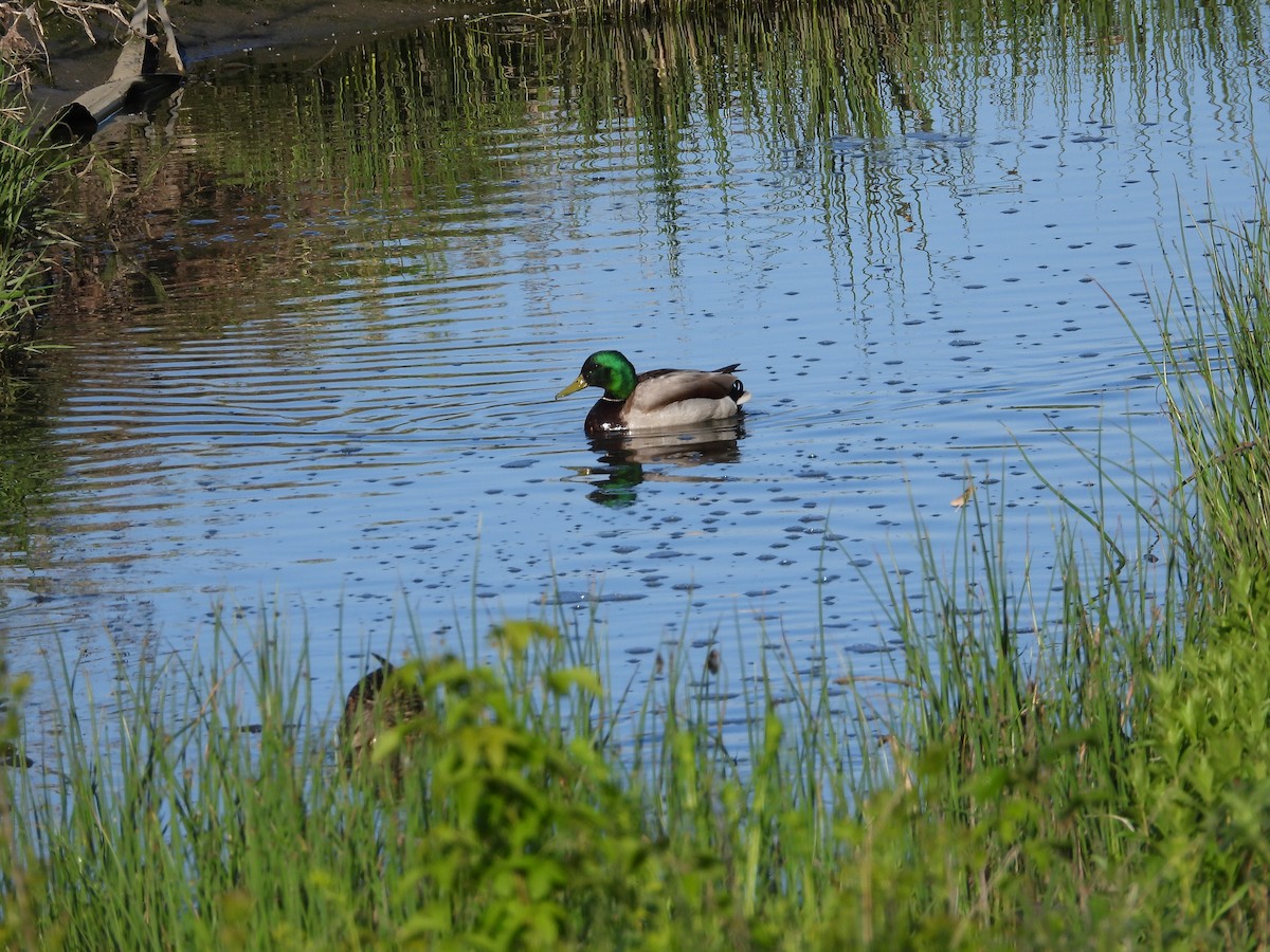 Mallard - Gerard Nachtegaele