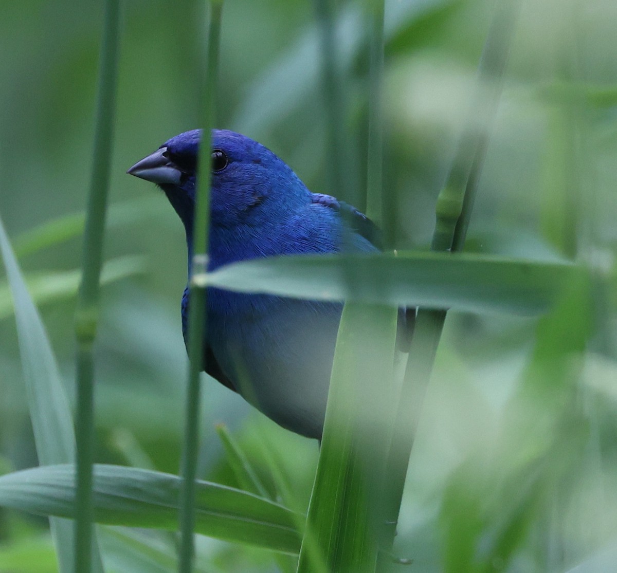 Indigo Bunting - E J