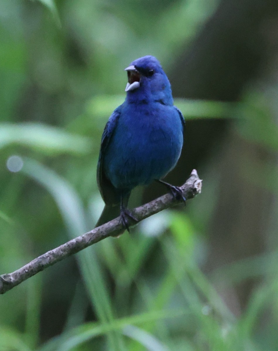 Indigo Bunting - E J