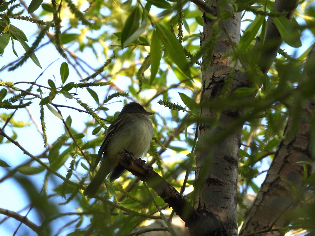 Least Flycatcher - Gerard Nachtegaele