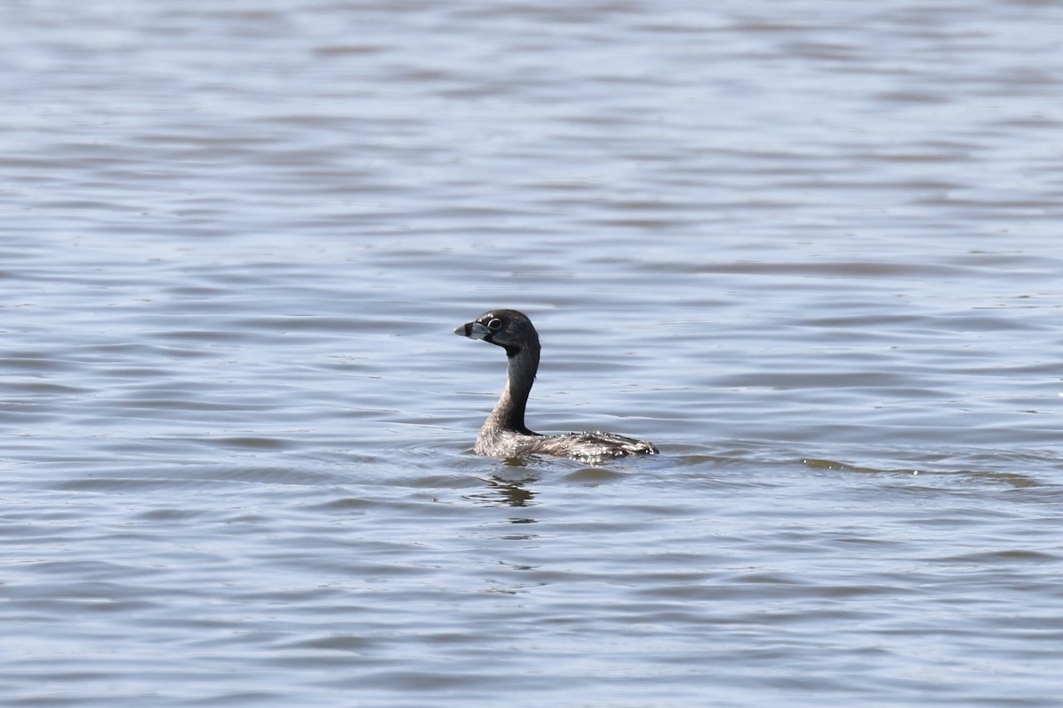 Pied-billed Grebe - Hubert Stelmach