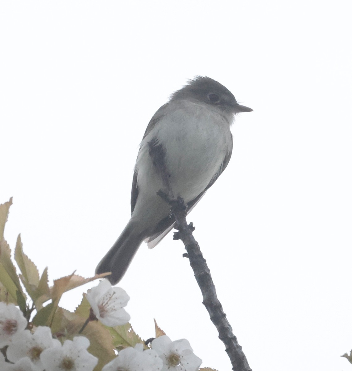 Least Flycatcher - Jon Wolfson