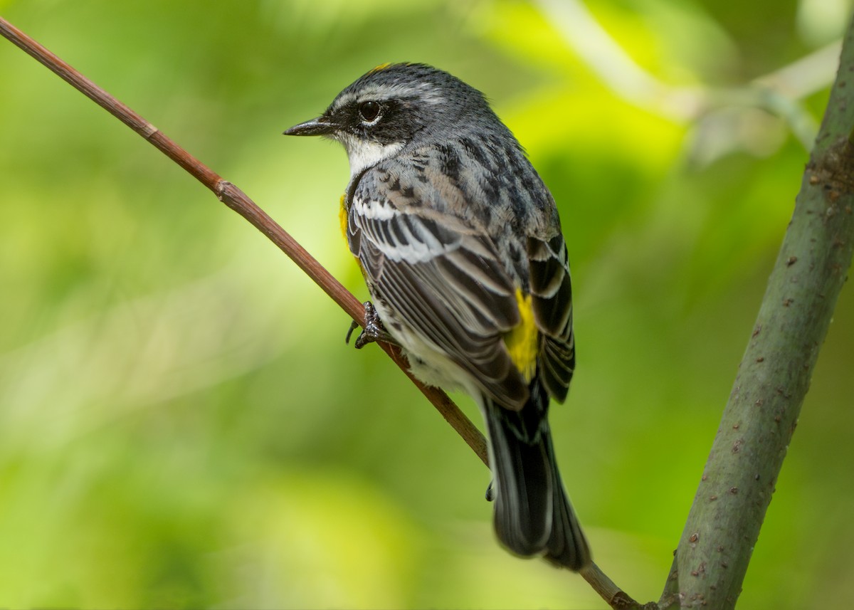 Yellow-rumped Warbler - Dori Eldridge