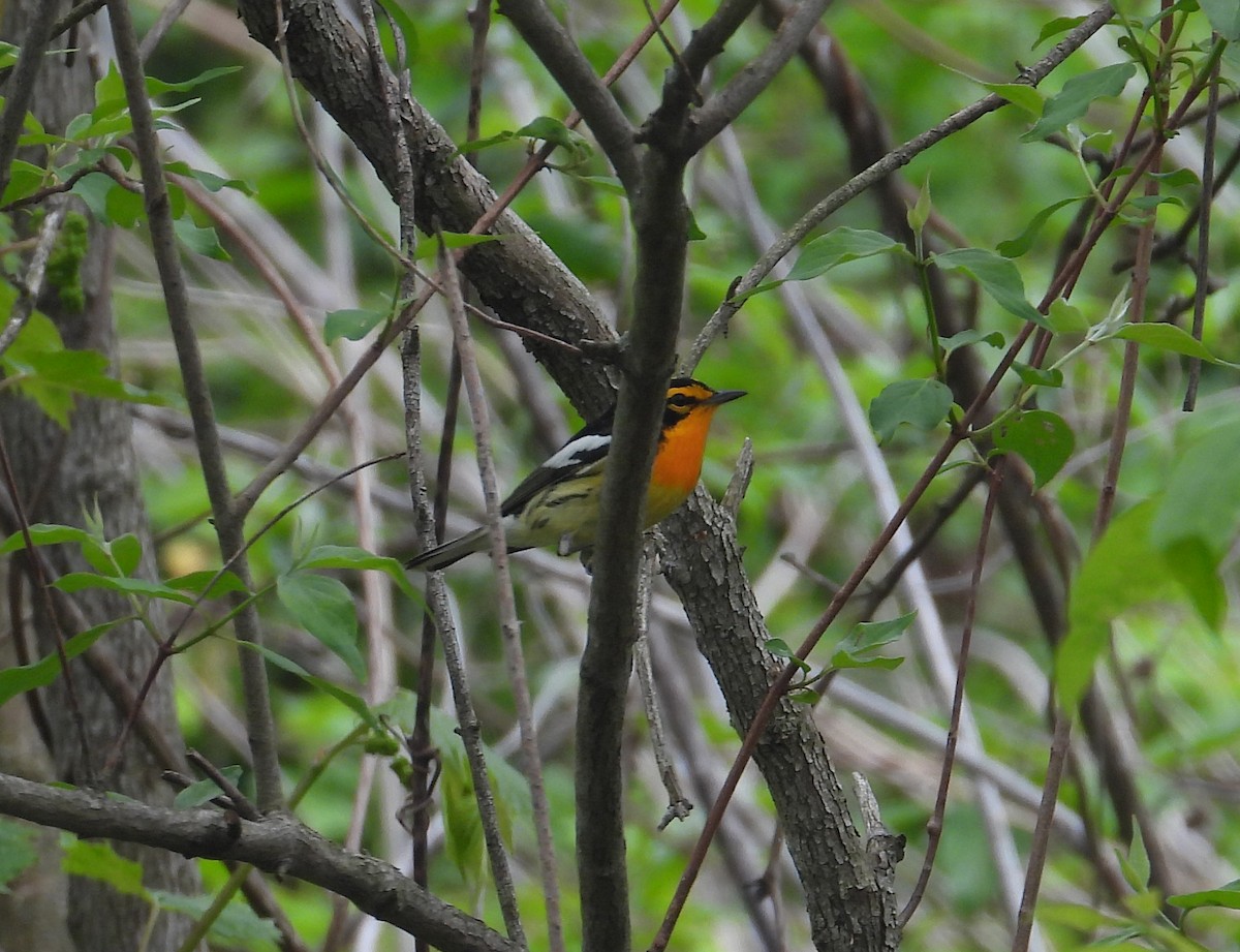 Blackburnian Warbler - Jeff Miller