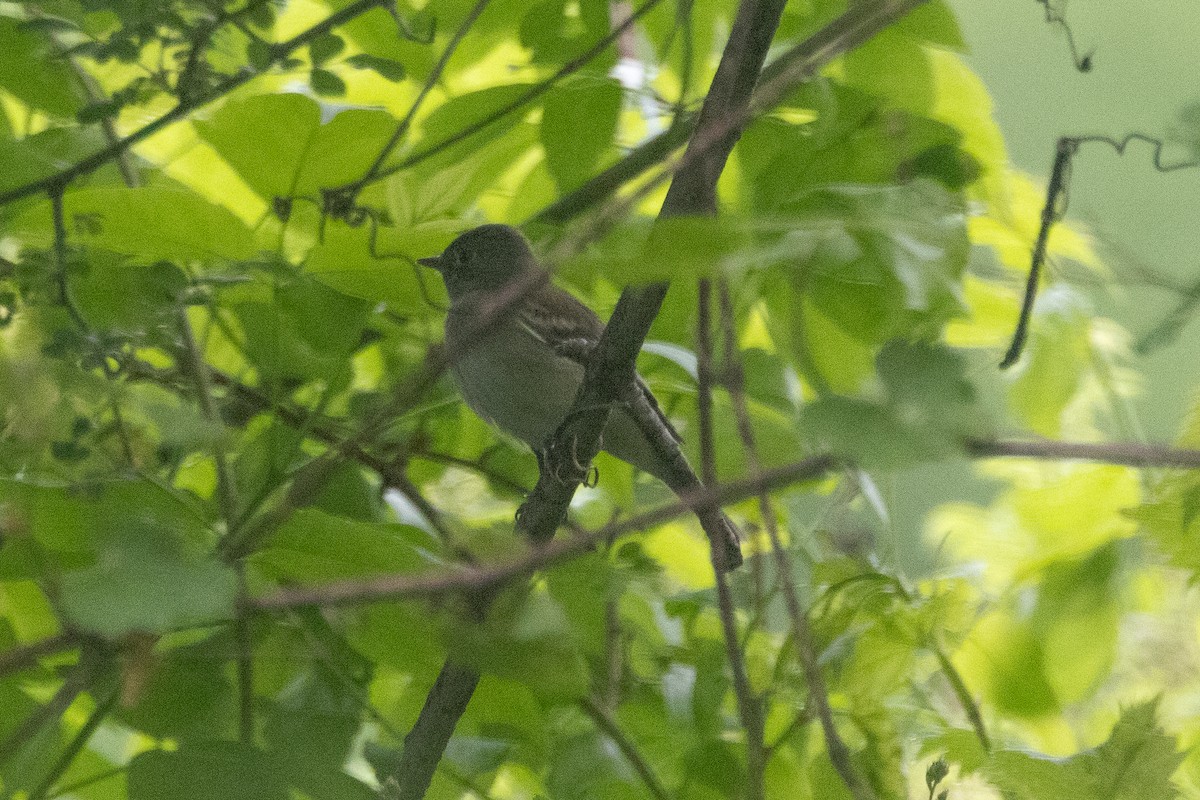 Empidonax sp. - Aaron Sun