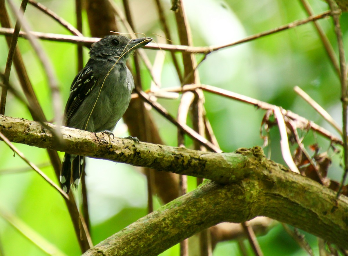 Black-crowned Antshrike - Mónica Thurman