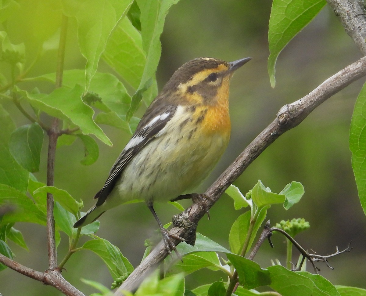 Blackburnian Warbler - Jeff Miller