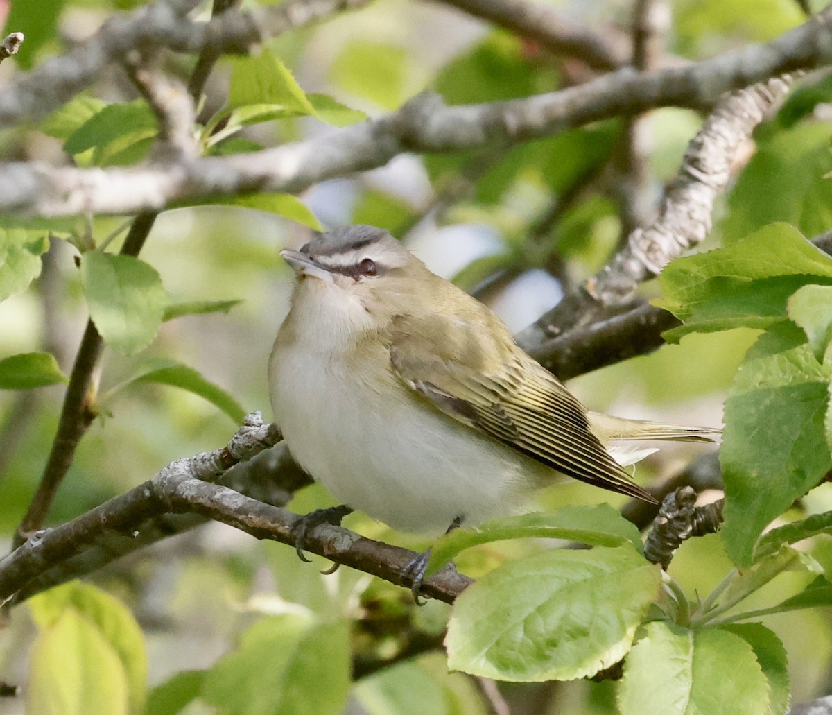 Red-eyed Vireo - ML619529821