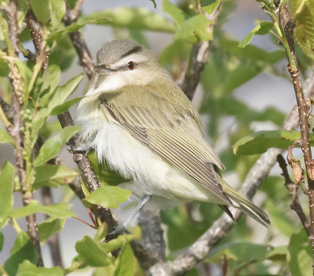 Red-eyed Vireo - ML619529823