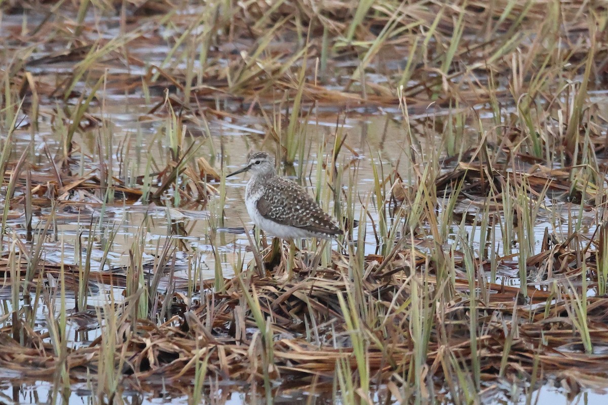 Wood Sandpiper - Sam Darmstadt