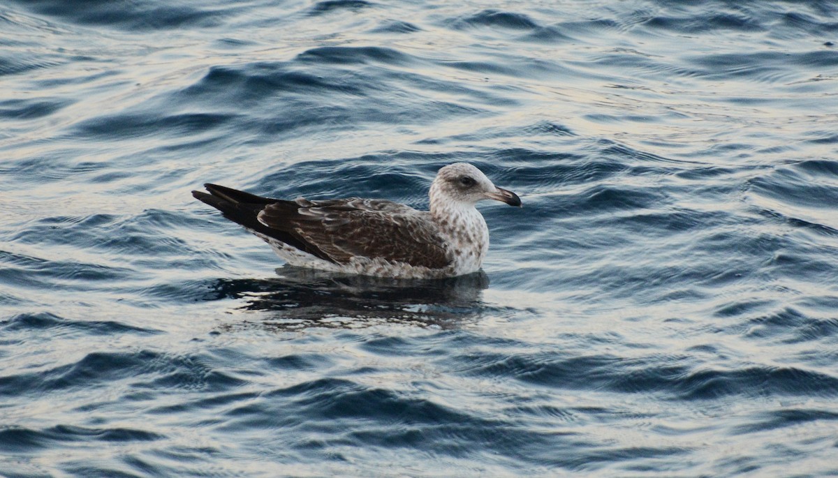 Kelp Gull - Luis  Die