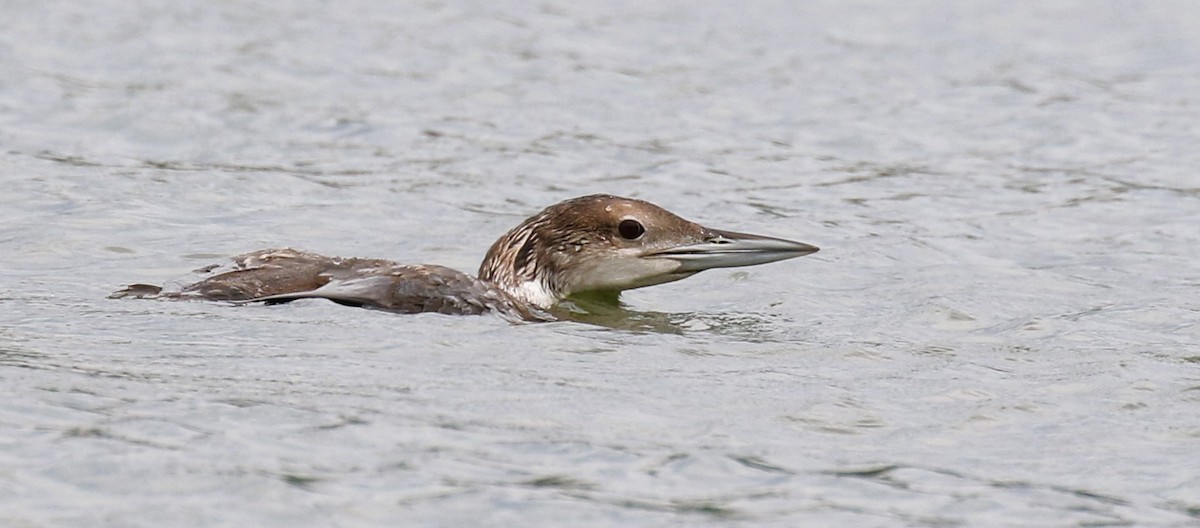 Common Loon - Sharon Cardin