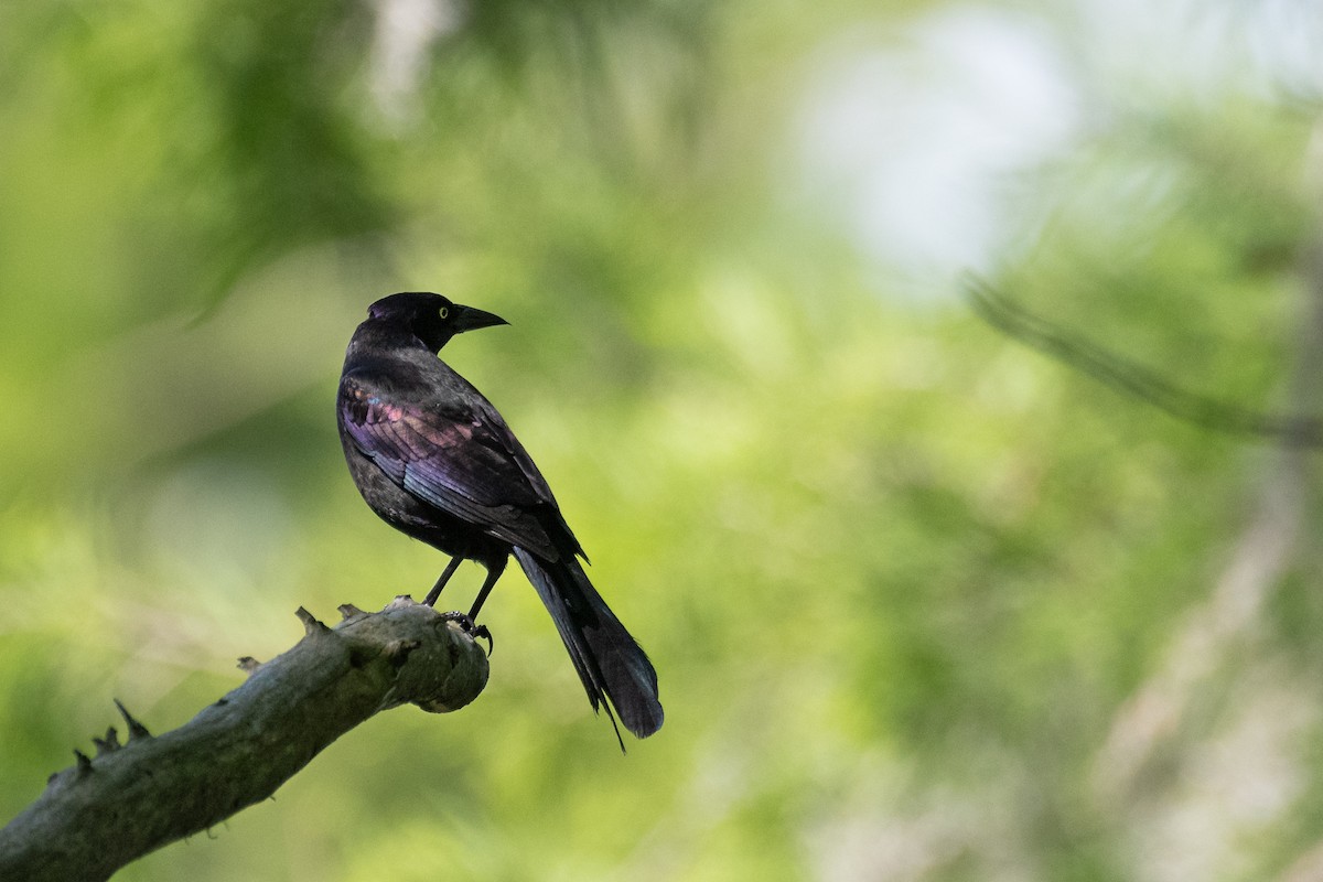 Common Grackle - ML619529830