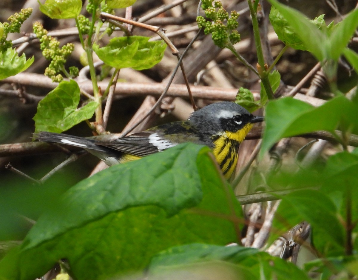 Magnolia Warbler - Jeff Miller