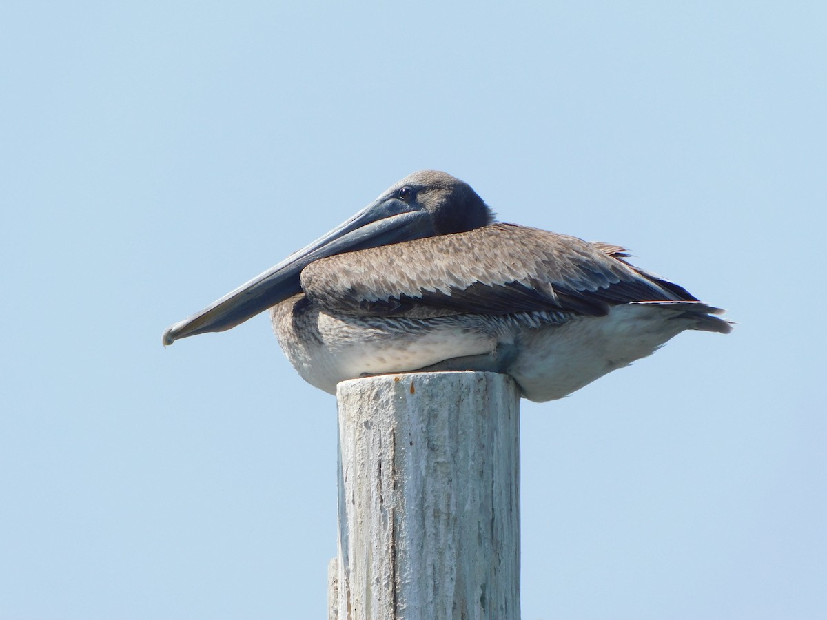 Brown Pelican - Deborah Moore🦩