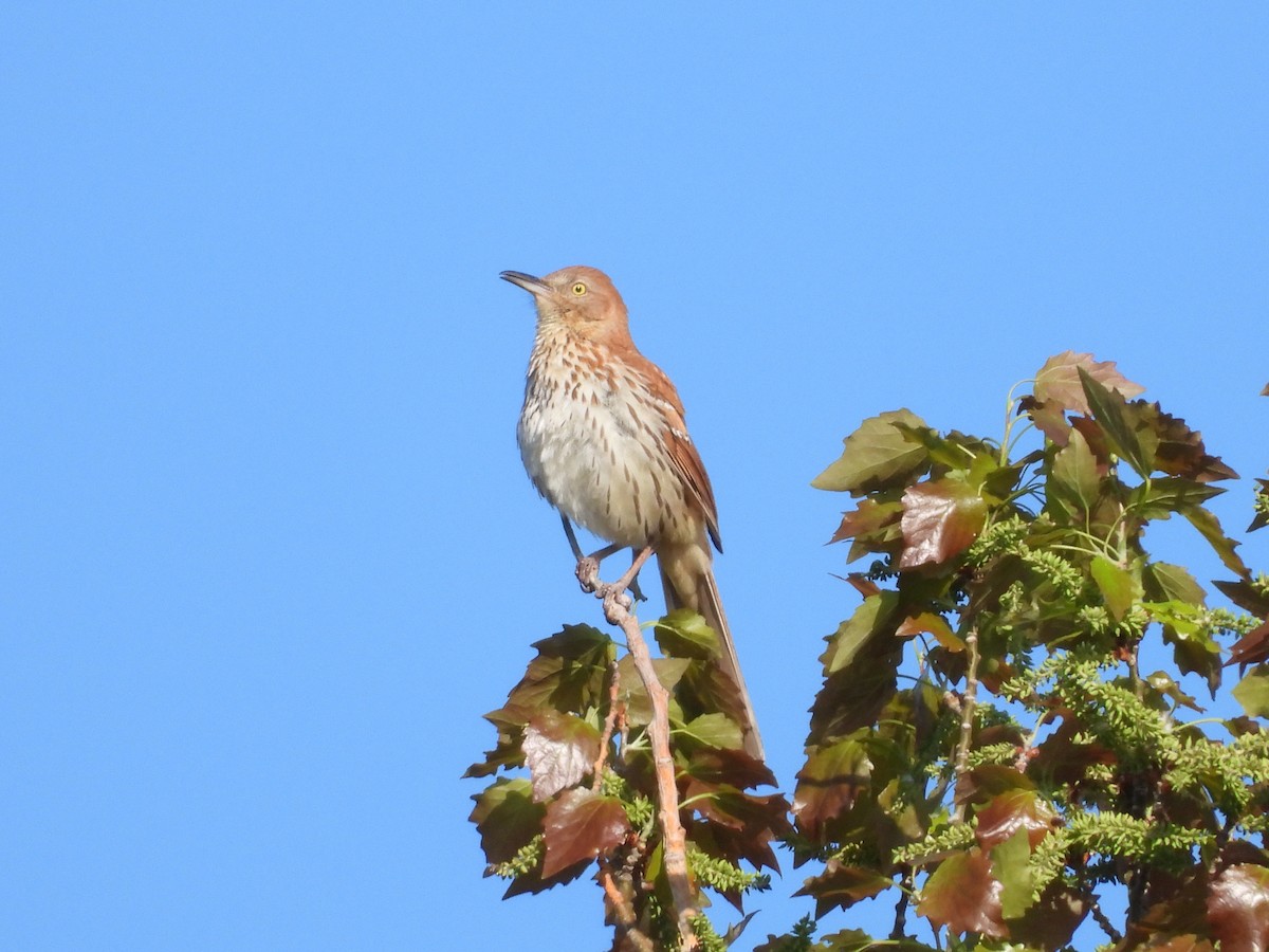 Brown Thrasher - Gerard Nachtegaele