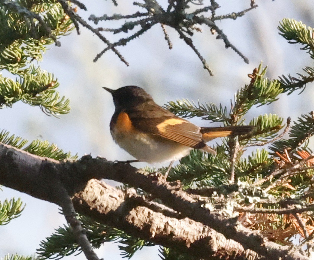 American Redstart - Jon Wolfson