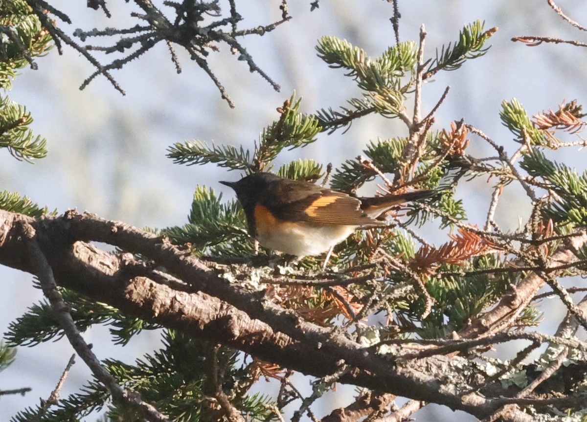 American Redstart - Jon Wolfson