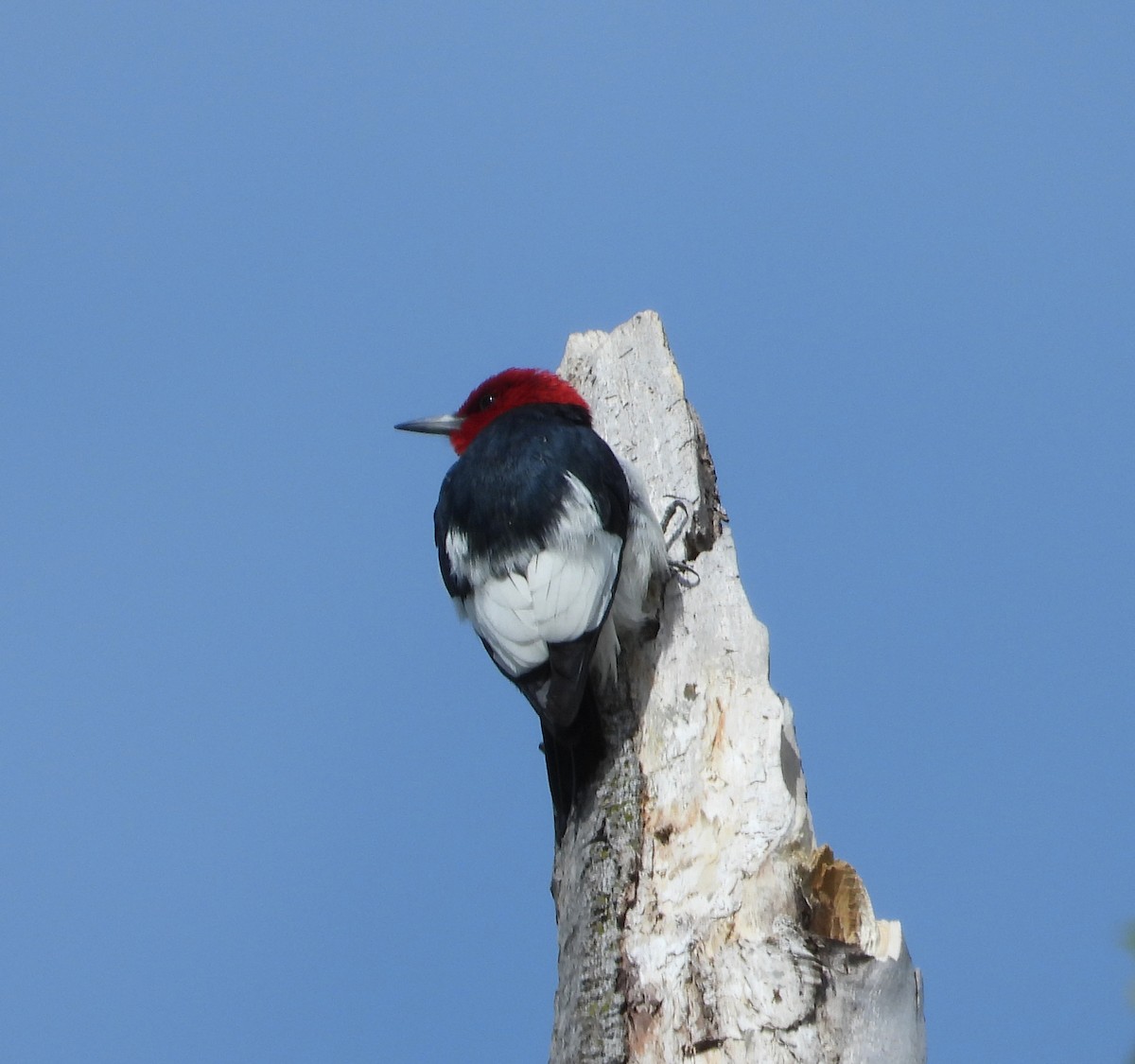 Red-headed Woodpecker - Jeff Miller