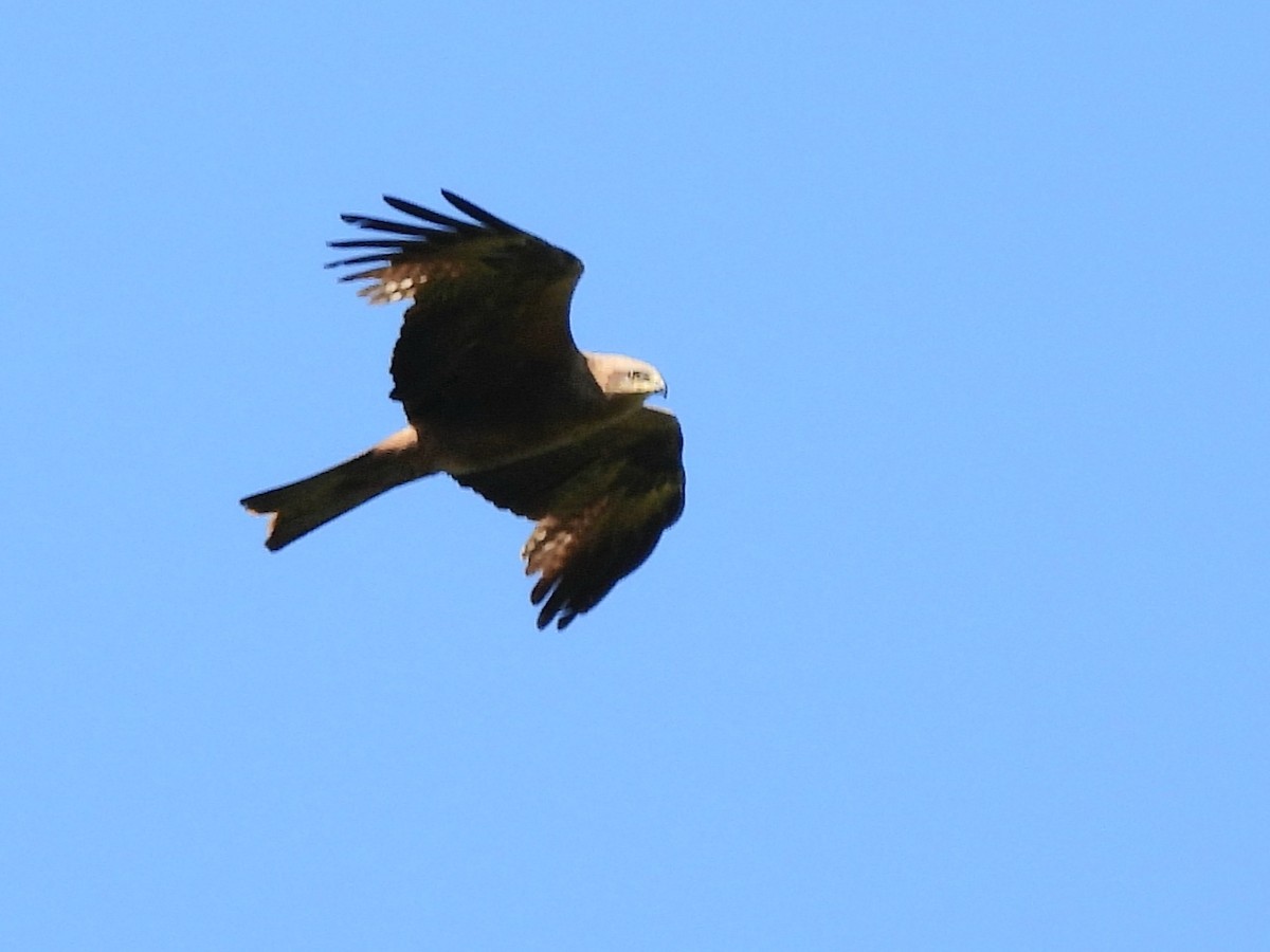 Black Kite - Aurora Cubillas