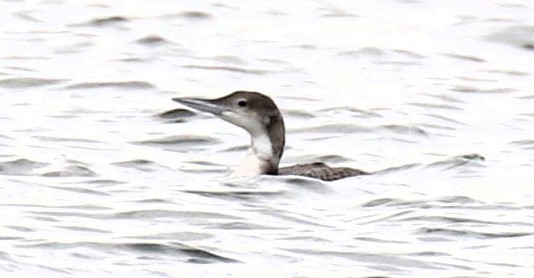 Common Loon - Sharon Cardin