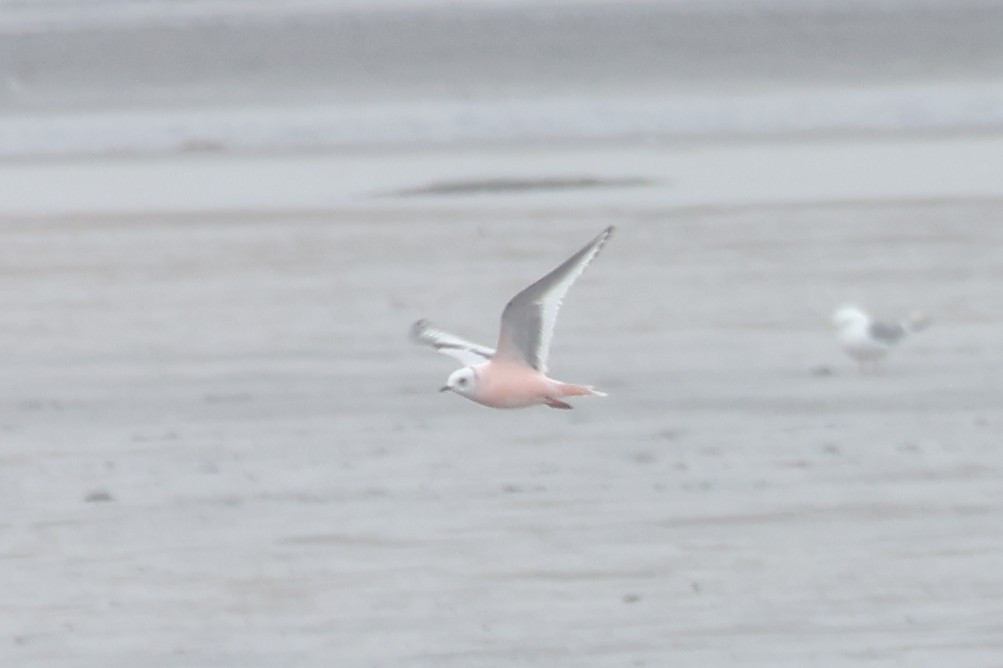 Ross's Gull - Sam Darmstadt