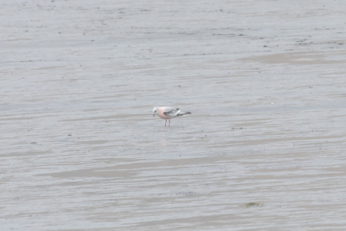 Mouette rosée - ML619529870