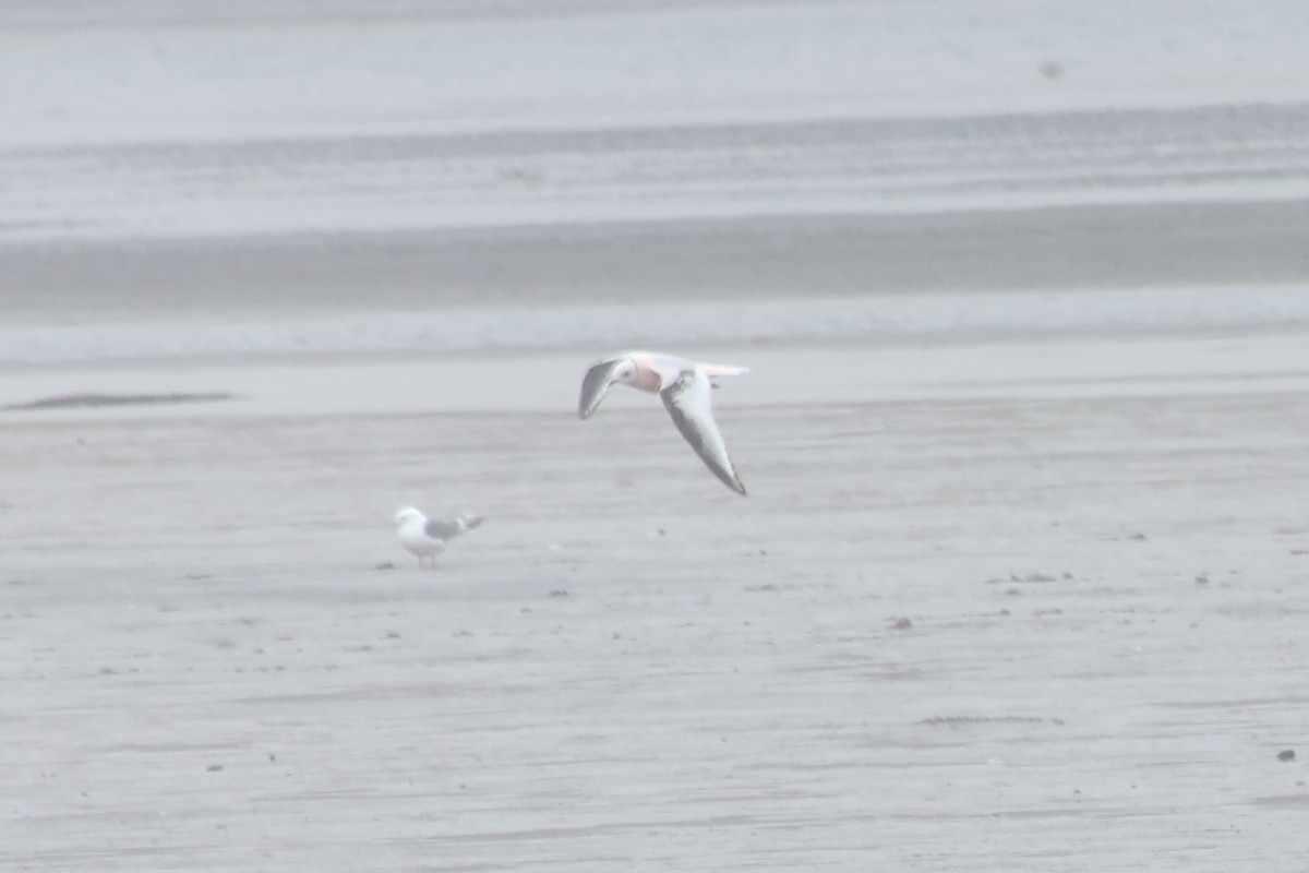 Ross's Gull - Sam Darmstadt