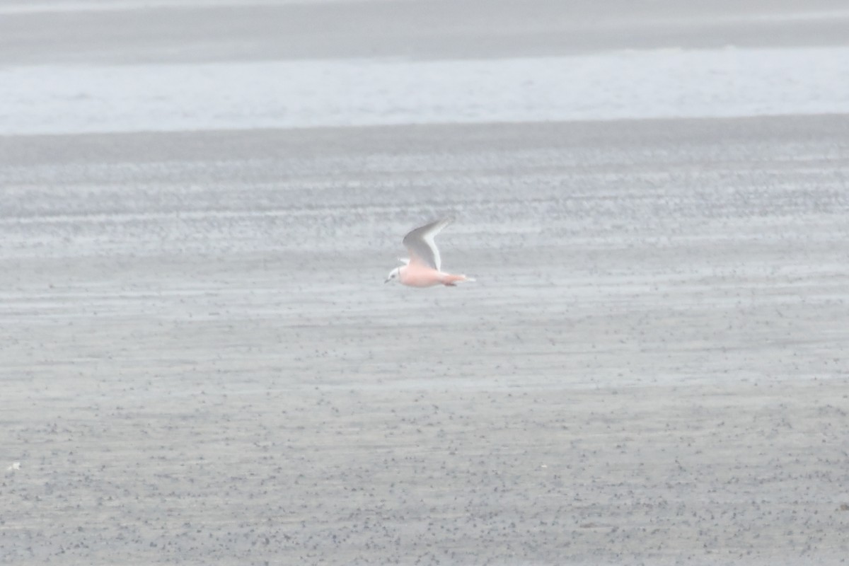 Mouette rosée - ML619529873