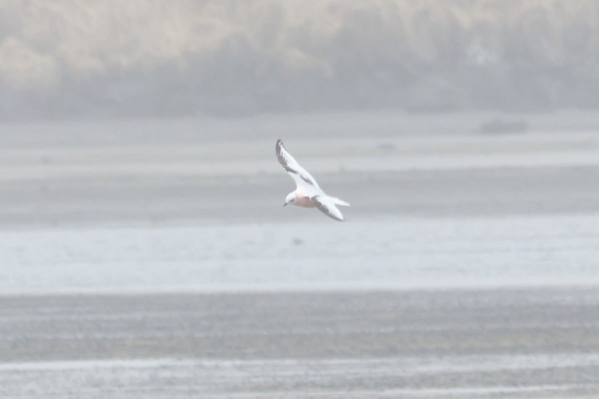 Ross's Gull - Sam Darmstadt