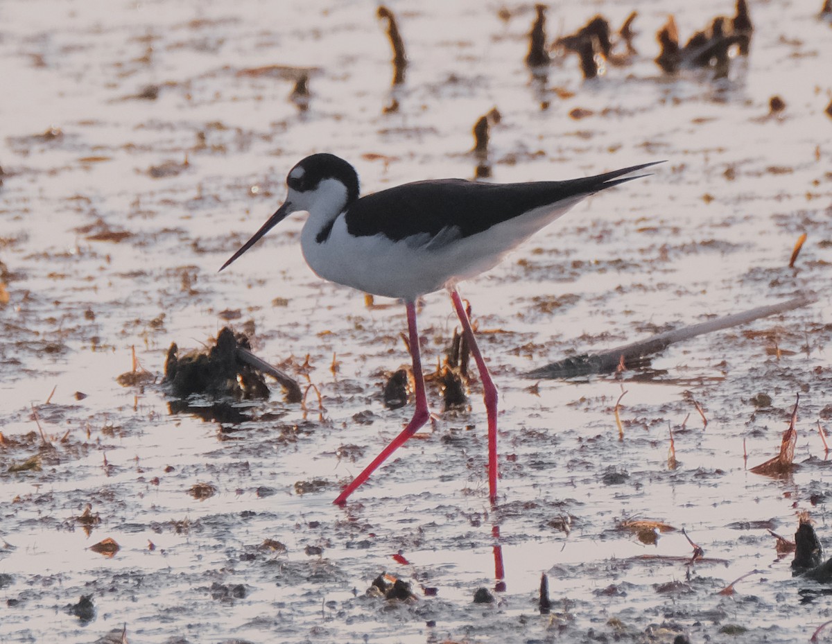 Black-necked Stilt - Steve Wagner