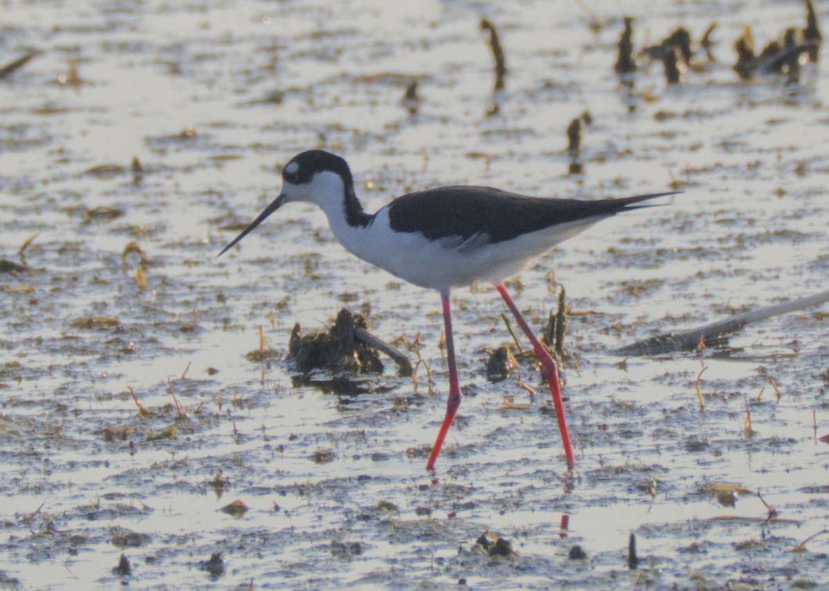 Black-necked Stilt - Steve Wagner