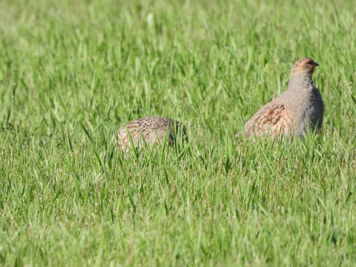 Gray Partridge - Gerard Nachtegaele