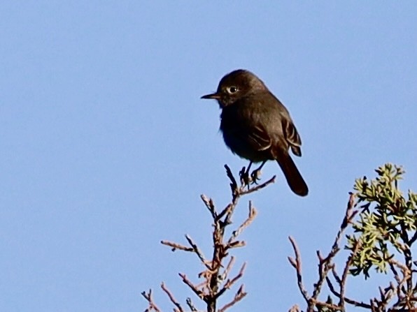 Gray Flycatcher - Mohini Rawool-Sullivan