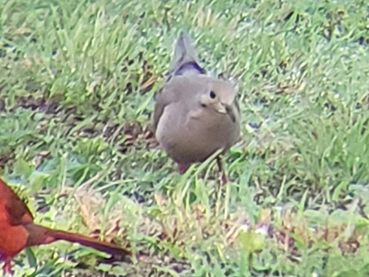 Mourning Dove - Michelle Spacek