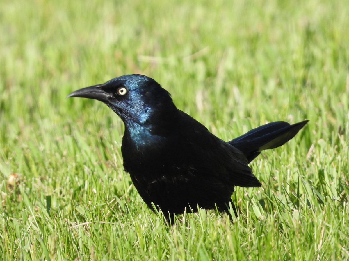 Common Grackle - Gerard Nachtegaele