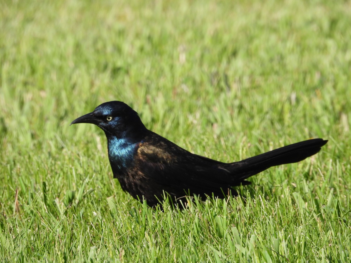 Common Grackle - Gerard Nachtegaele