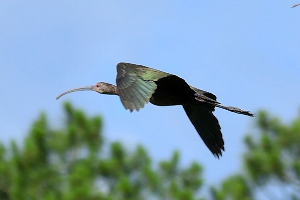 Glossy/White-faced Ibis - Marc Bachman