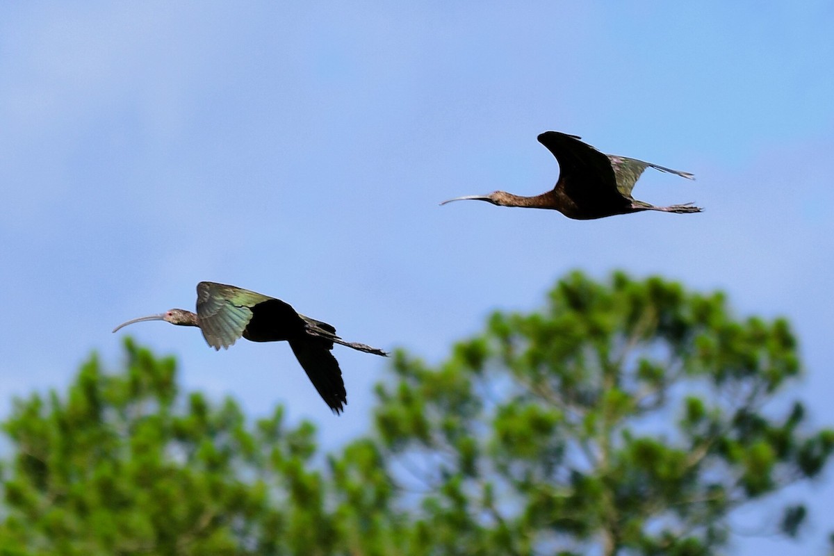 ibis hnědý/americký - ML619529903