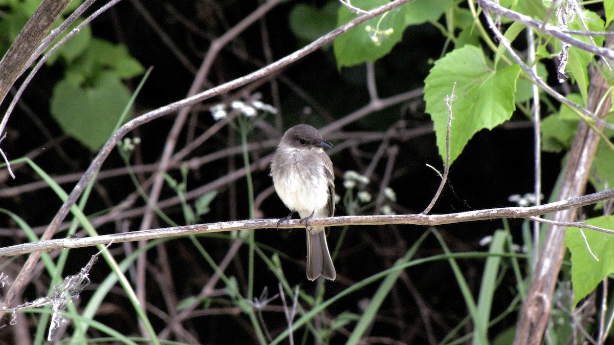 Eastern Phoebe - Sheila Sawyer