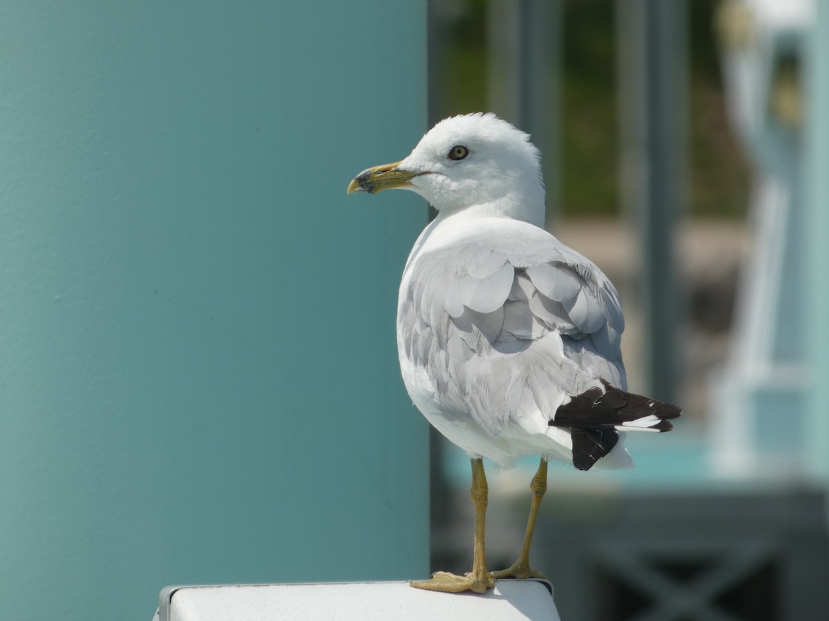 Ring-billed Gull - Heather Guarnera