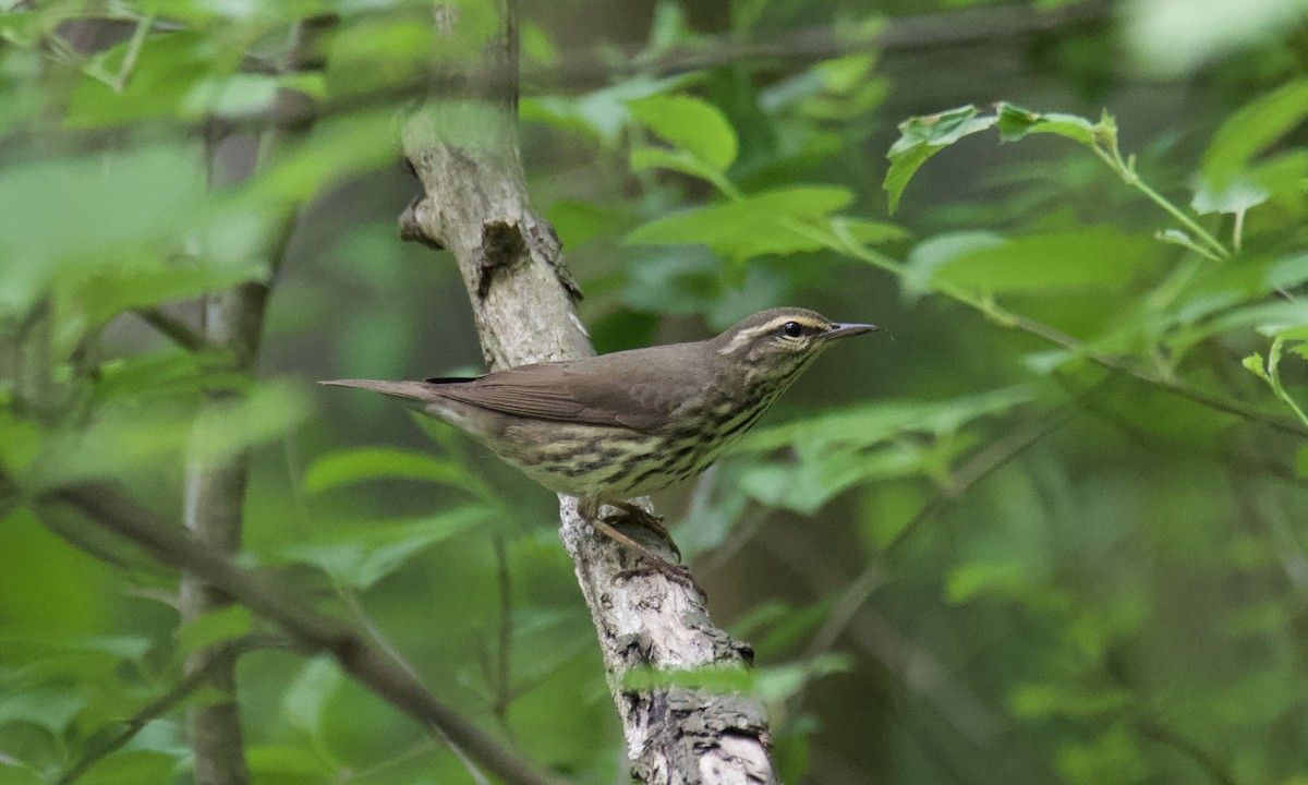 Northern Waterthrush - Anonymous